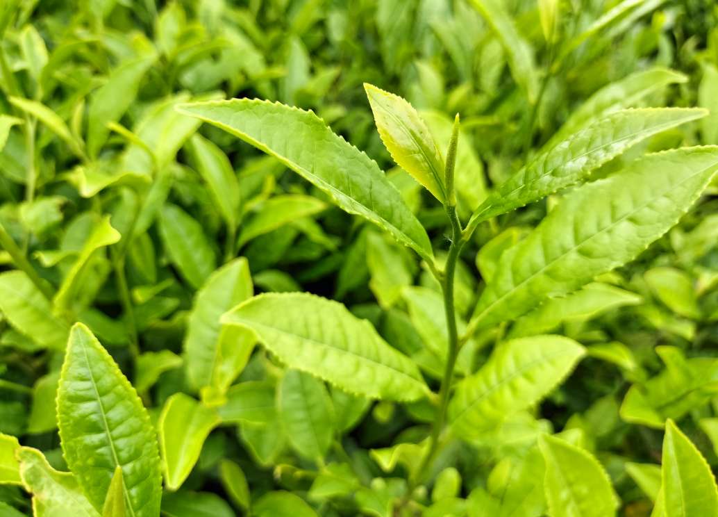 おいしい狭山茶は世界のブランドへ
